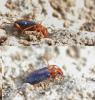 Brachinus sclopeta
